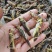 蚂蚱蝗虫批发新鲜烧烤昆虫油炸高蛋白蚱蜢新鲜活冻蚂蚱