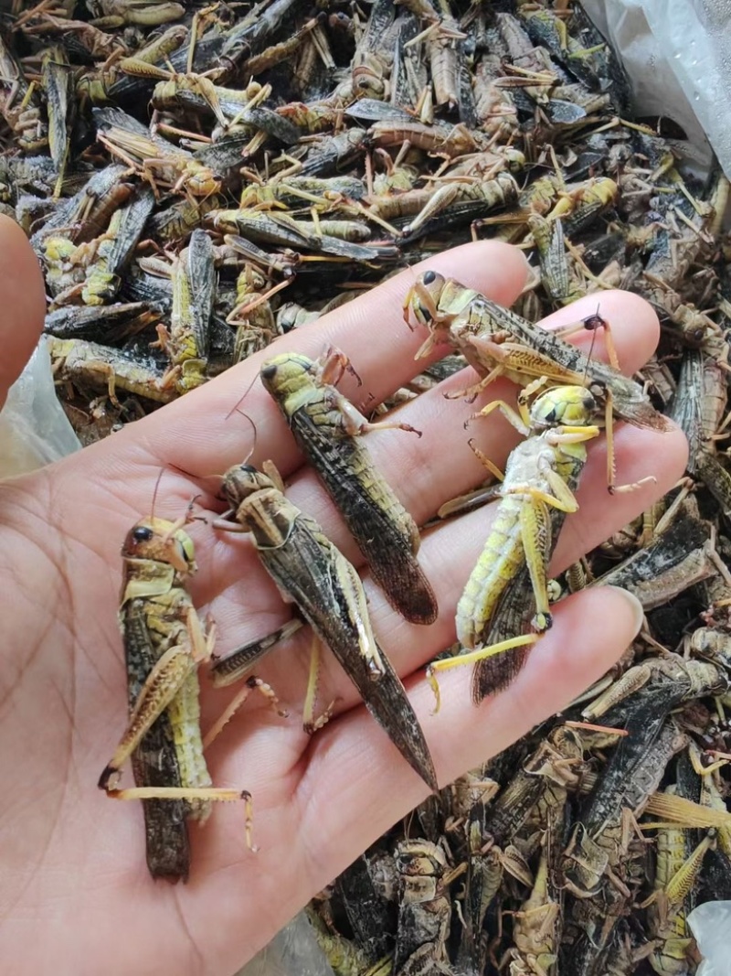 蚂蚱蝗虫批发新鲜烧烤昆虫油炸高蛋白蚱蜢新鲜活冻蚂蚱