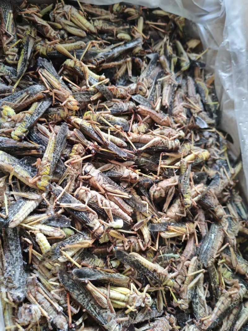蚂蚱蝗虫批发新鲜烧烤昆虫油炸高蛋白蚱蜢新鲜活冻蚂蚱