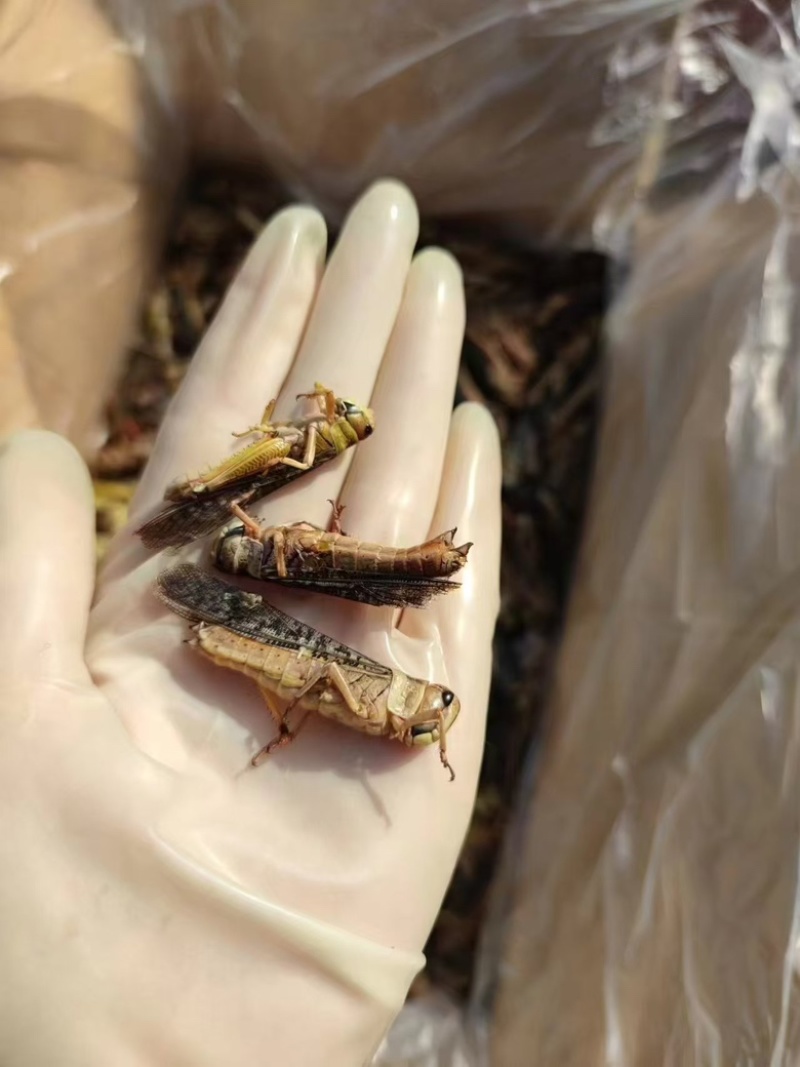 蚂蚱蝗虫批发新鲜烧烤昆虫油炸高蛋白蚱蜢新鲜活冻蚂蚱