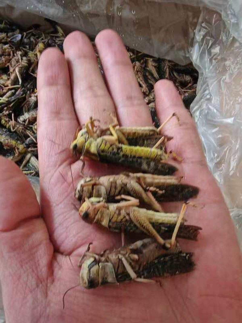 蚂蚱蝗虫批发新鲜烧烤昆虫油炸高蛋白蚱蜢新鲜活冻蚂蚱