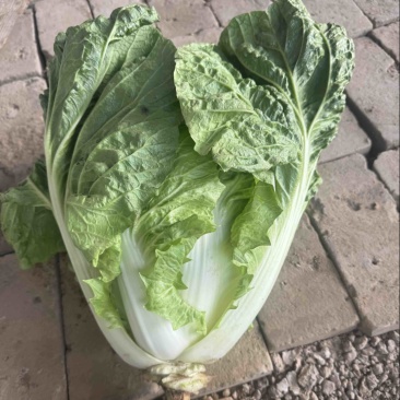 山西运城稷山精品夏阳白菜
