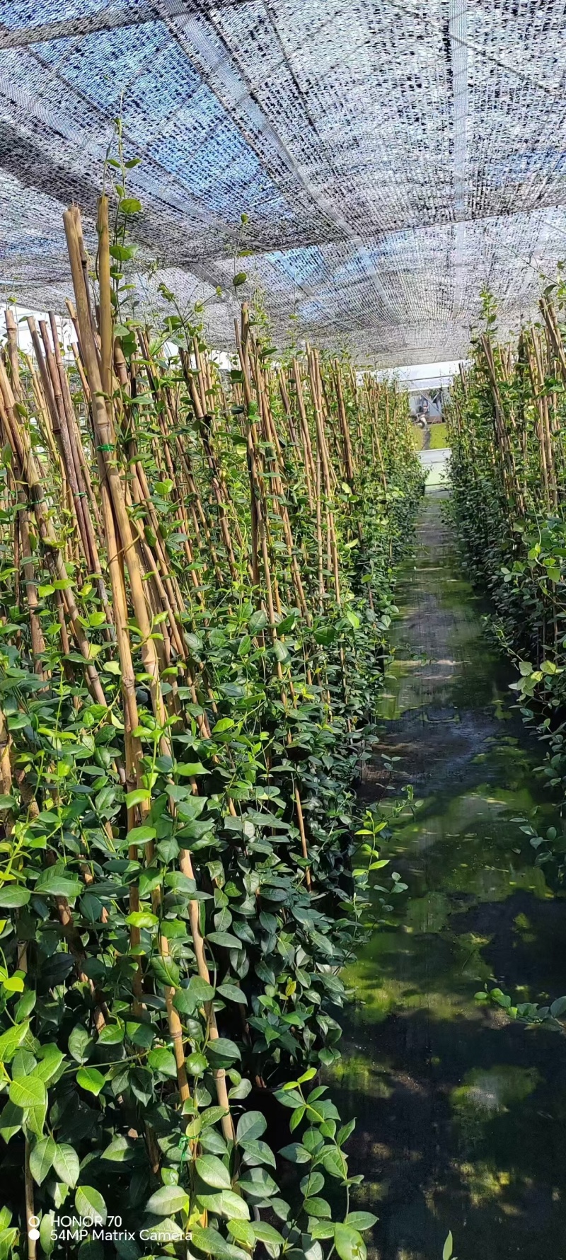 风车茉莉2加伦，基地有量，价格优惠，欢迎订购。