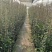 风车茉莉2加伦，基地有量，价格优惠，欢迎订购。