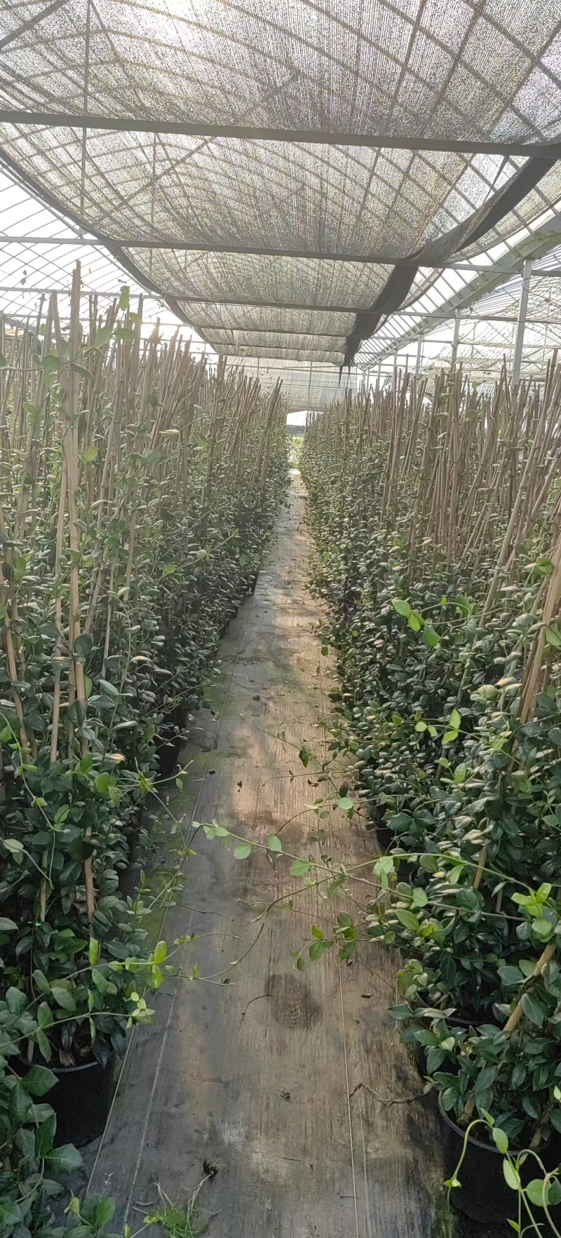 风车茉莉2加伦，基地有量，价格优惠，欢迎订购。