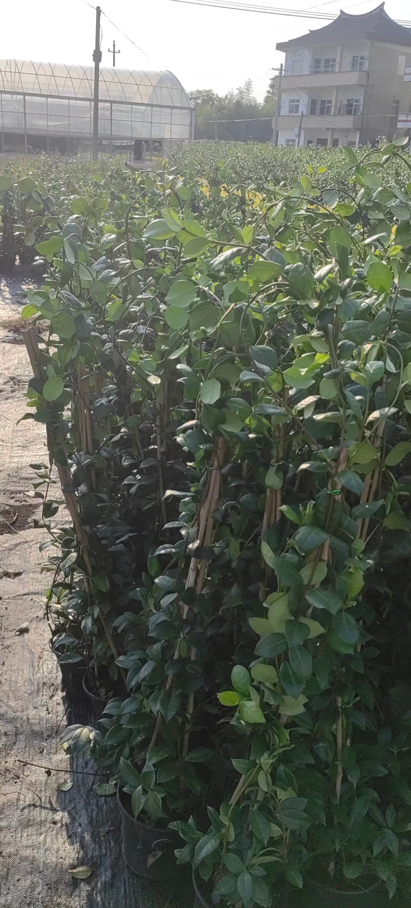 风车茉莉2加伦，基地有量，价格优惠，欢迎订购。