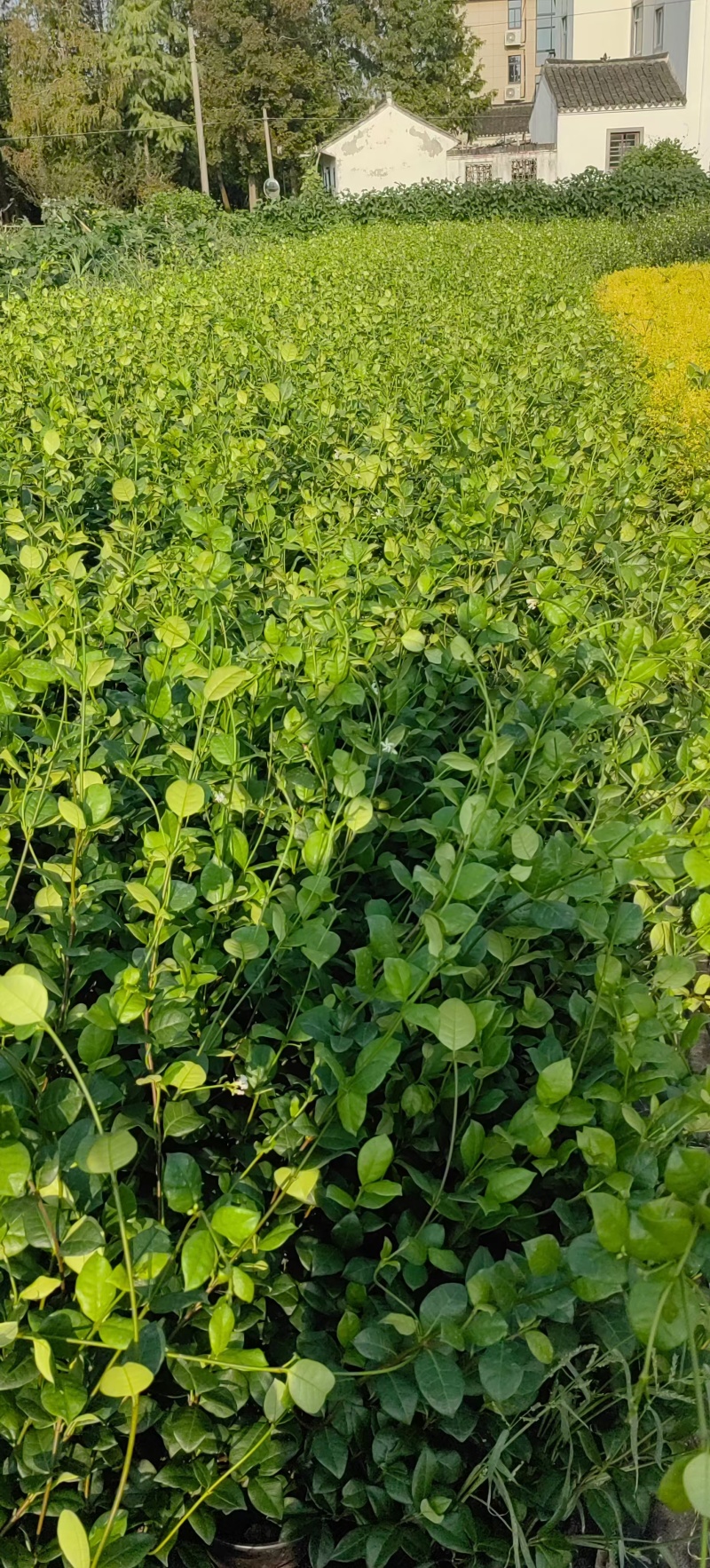 风车茉莉2加伦，基地有量，价格优惠，欢迎订购。