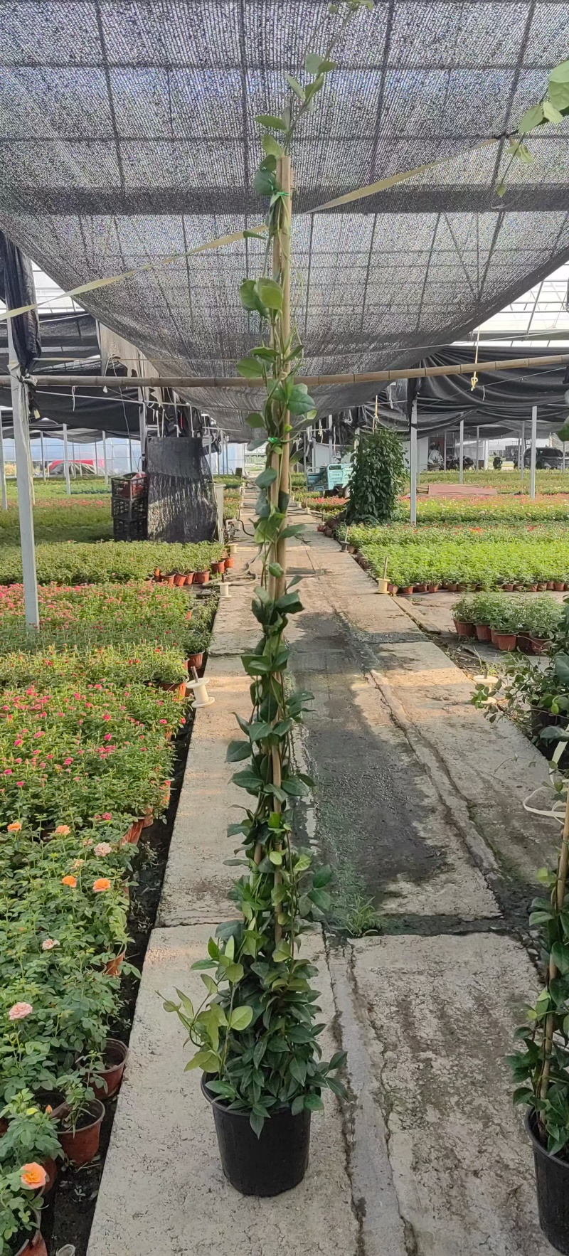 风车茉莉2加伦，基地有量，价格优惠，欢迎订购。