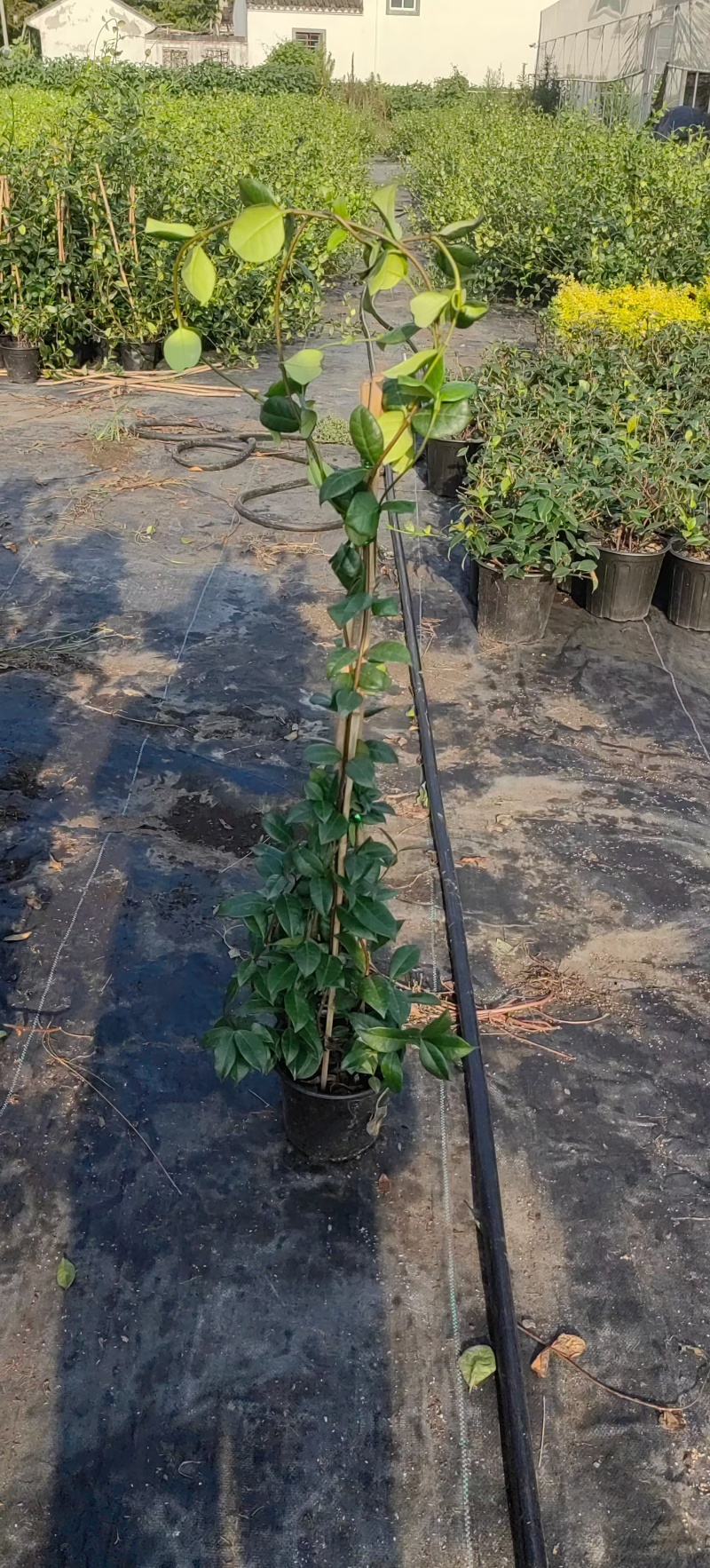 风车茉莉2加伦，基地有量，价格优惠，欢迎订购。