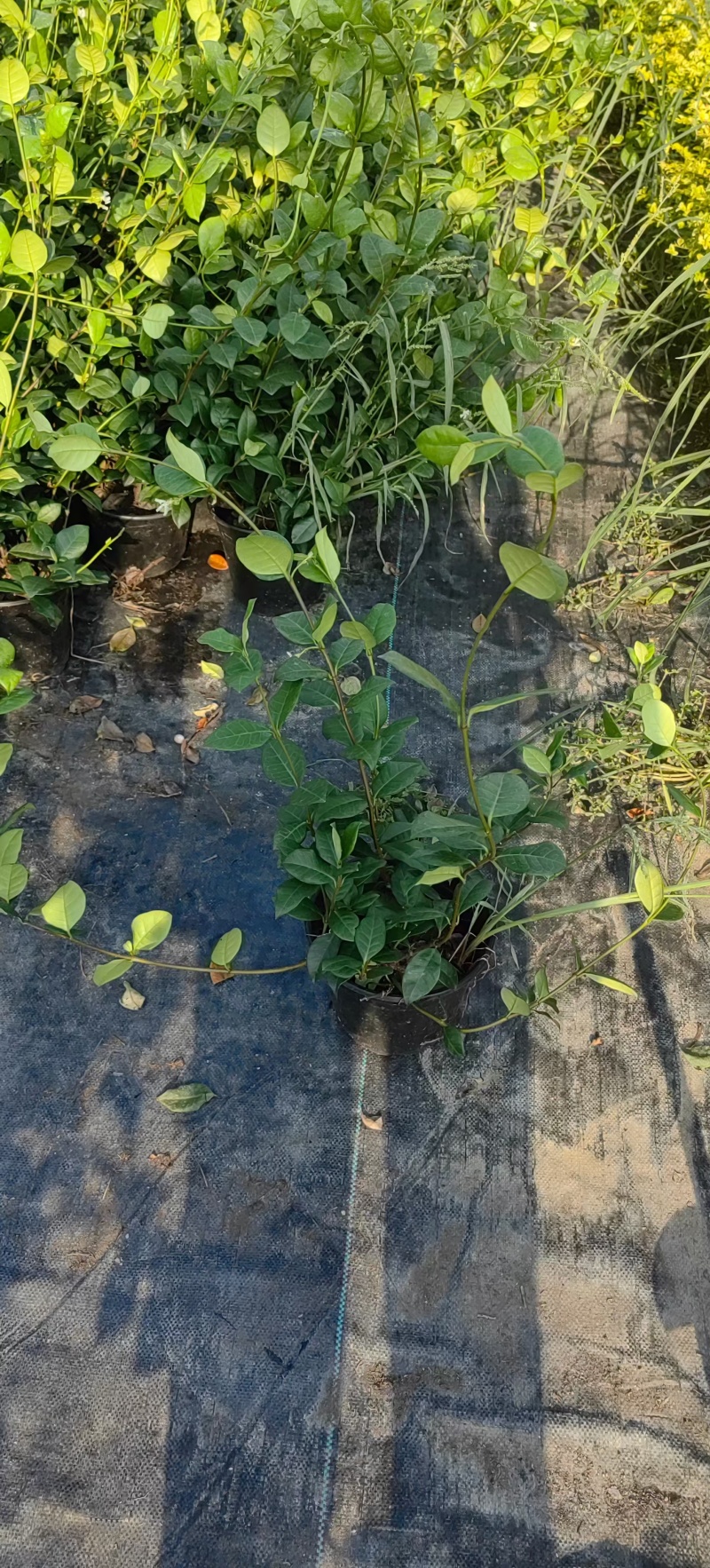风车茉莉2加伦，基地有量，价格优惠，欢迎订购。