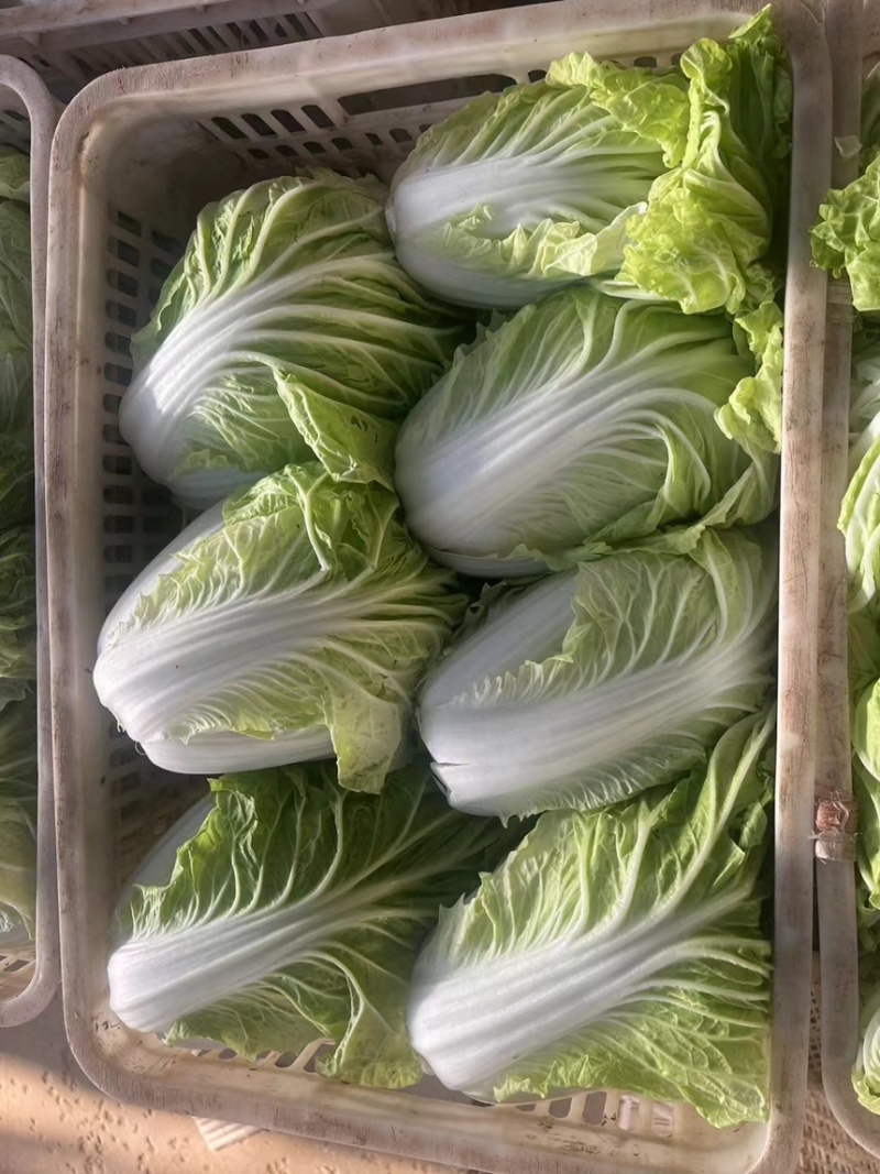 山西运城稷山精品夏阳白菜