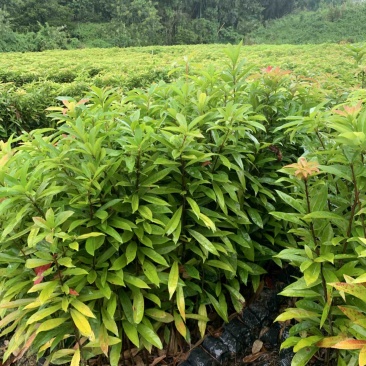 木荷营养小袋苗防火线专用的造林树苗批发价格