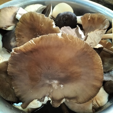 新鲜露水鸡枞，鸡枞油，干鸡枞