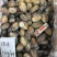 玉螺肉