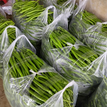 精品八号青线椒
