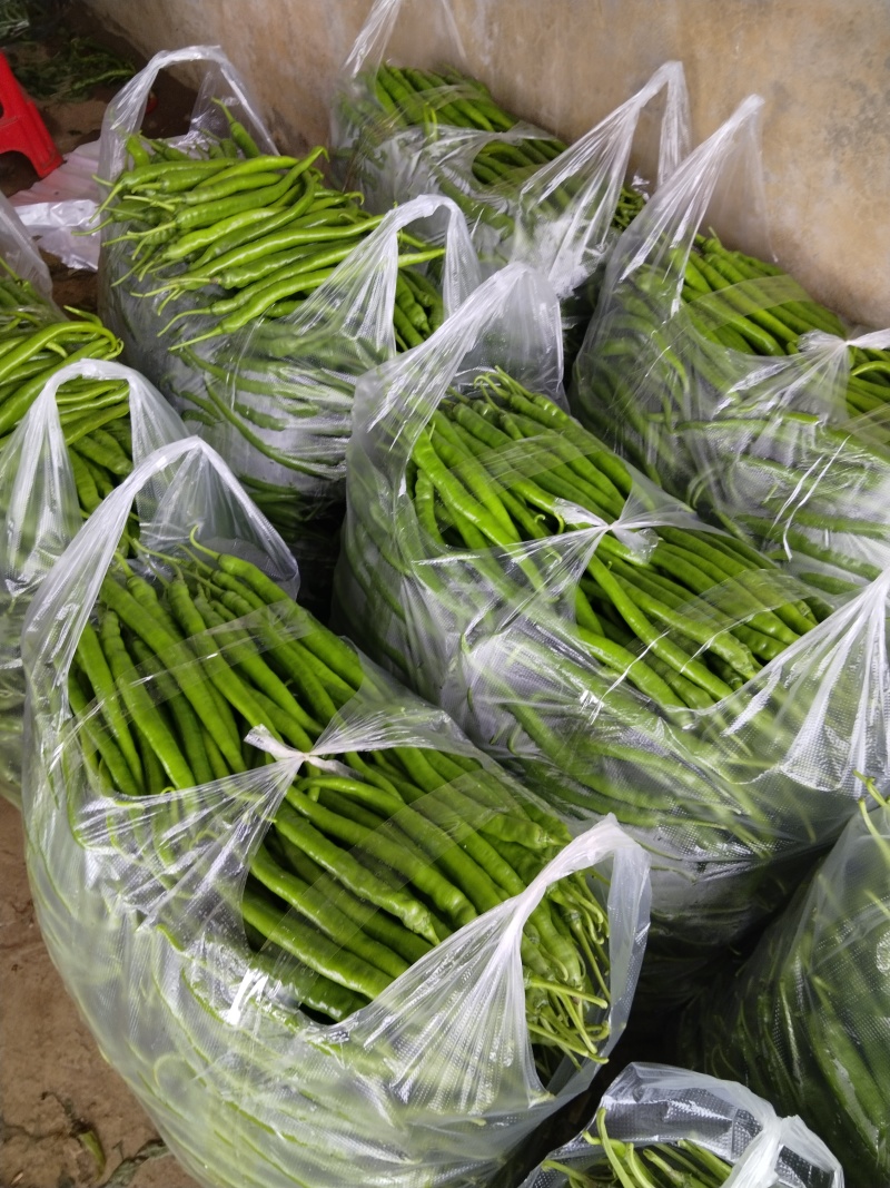 精品八号青线椒