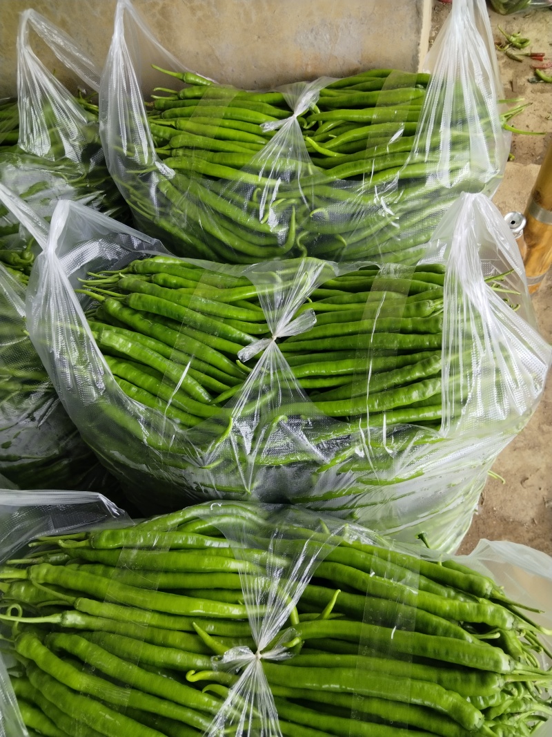 精品八号青线椒