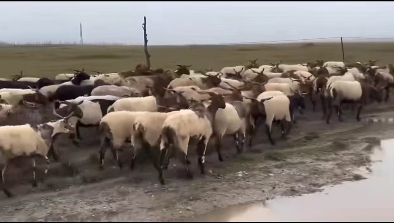 高原藏系羊肉/产地直发/量大价优/草原羊肉/欢迎致电