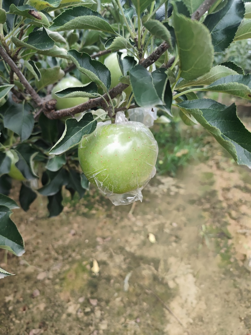 王林苹果产地直发大量上市可视频看货