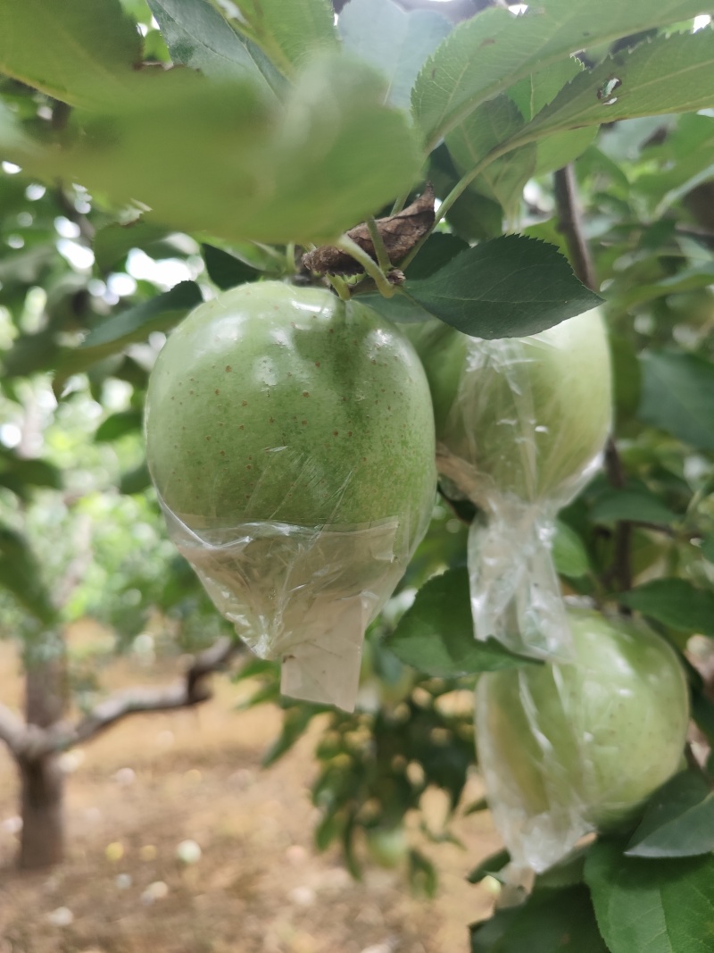 王林苹果产地直发大量上市可视频看货