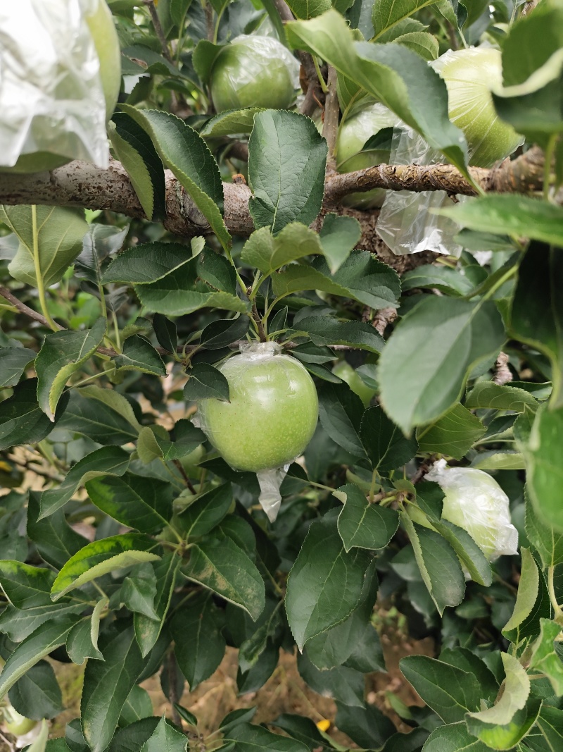 王林苹果产地直发大量上市可视频看货