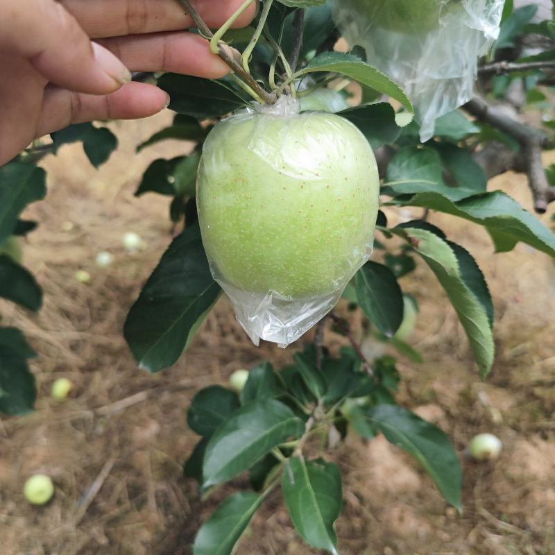 王林苹果产地直发大量上市可视频看货