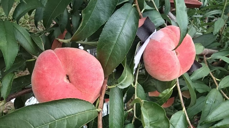瑞蟠21大量带下树质好