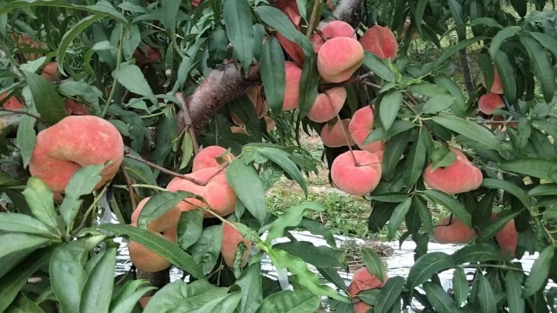 瑞蟠21大量带下树质好