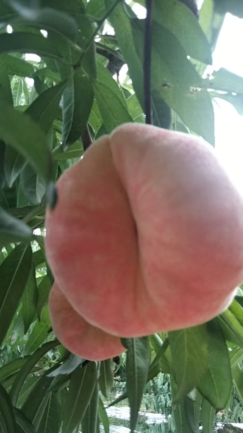 瑞蟠21大量带下树质好