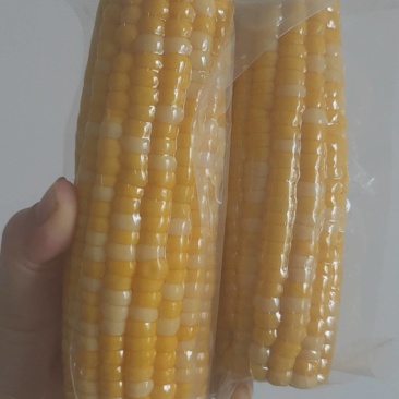 金银苞金银花甜玉米水果玉米真空包装开袋即食批量一件代发