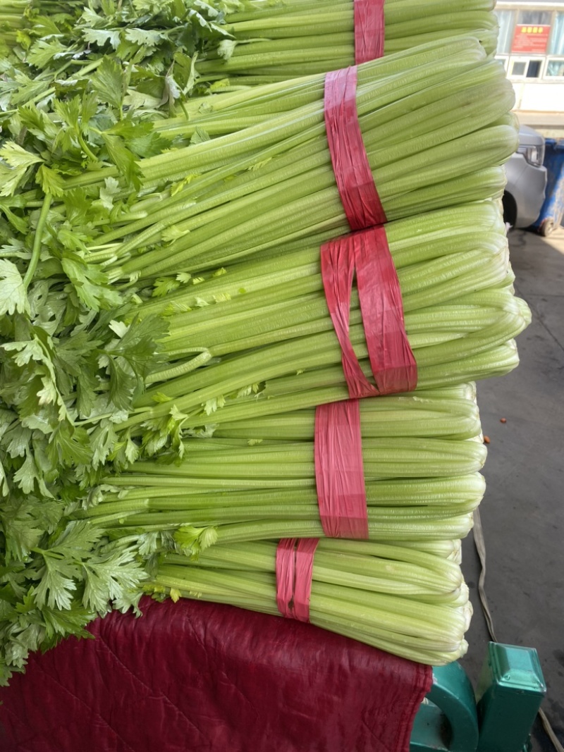 精品芹菜、西芹、粗细均匀、品质好、产地直销，代发全国