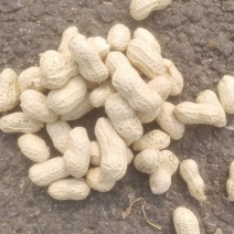 机洗白米花生，泥子花生大量供应，需要联系，基地每天发货