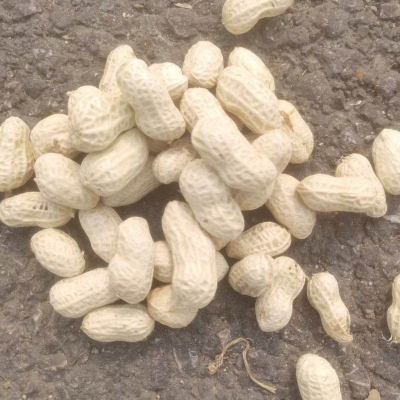 机洗白米花生，泥子花生大量供应，需要联系，基地每天发货