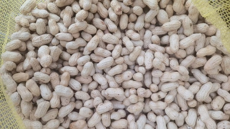 机洗白米花生，泥子花生大量供应，需要联系，基地每天发货