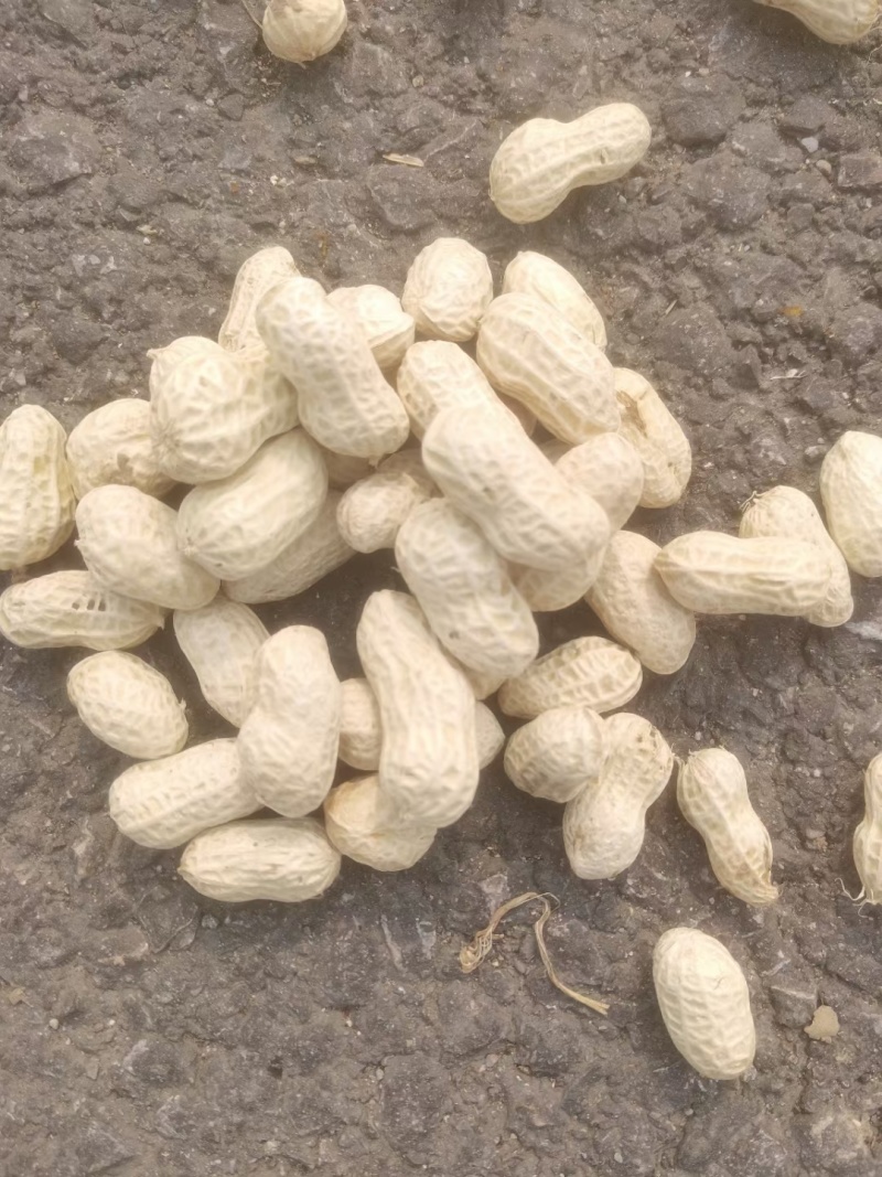 机洗白米花生，泥子花生大量供应，需要联系，基地每天发货