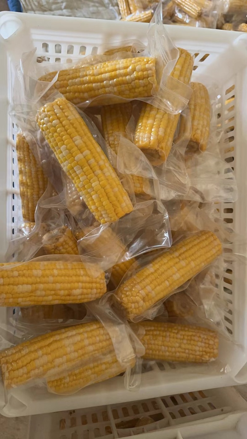 金银苞金银花甜玉米水果玉米真空包装开袋即食批量一件代发