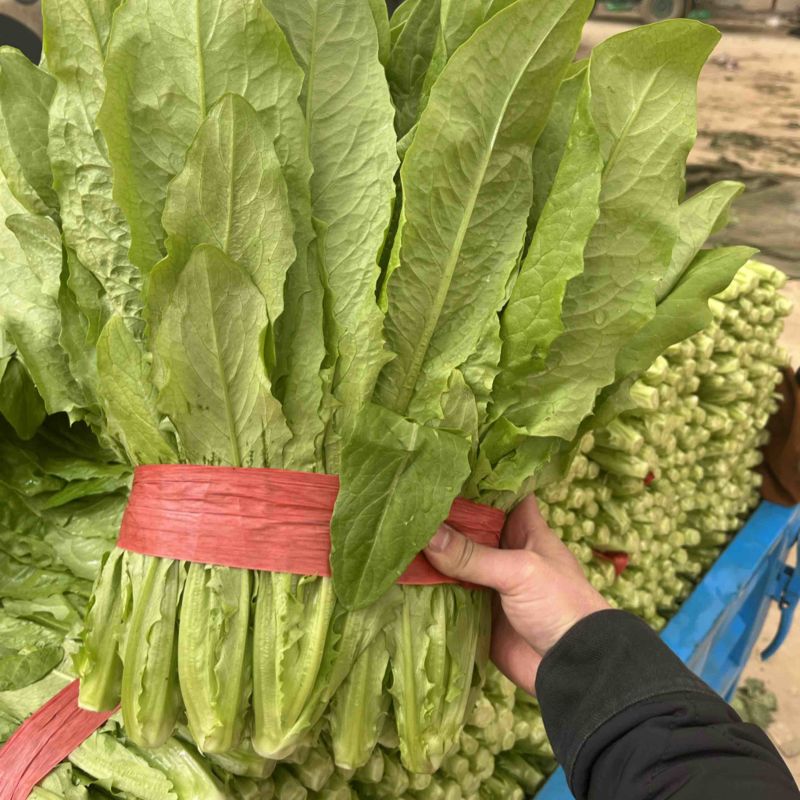 优质油麦菜、叶片绿、粗细均匀、货源充足、代发全国各地