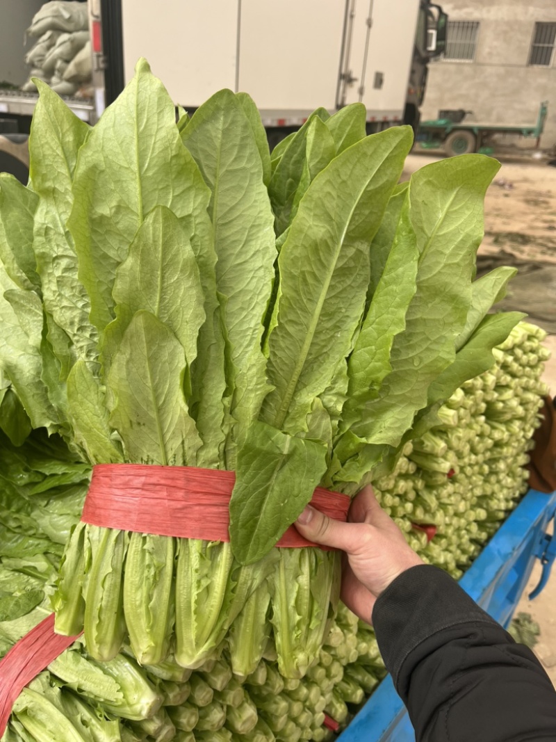优质油麦菜、叶片绿、粗细均匀、货源充足、代发全国各地