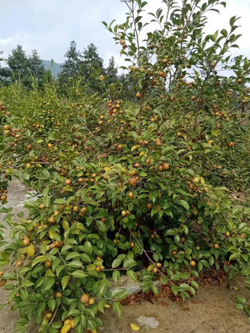 千岛湖浙渝农业山茶籽青果
