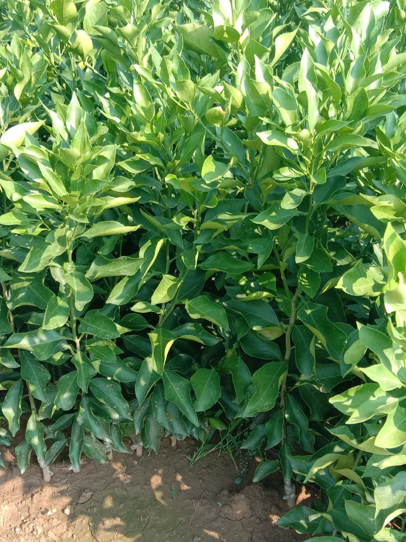 特早熟耙耙柑苗爱媛46号柑橘苗阿蜜达柑桔苗雁媛苗