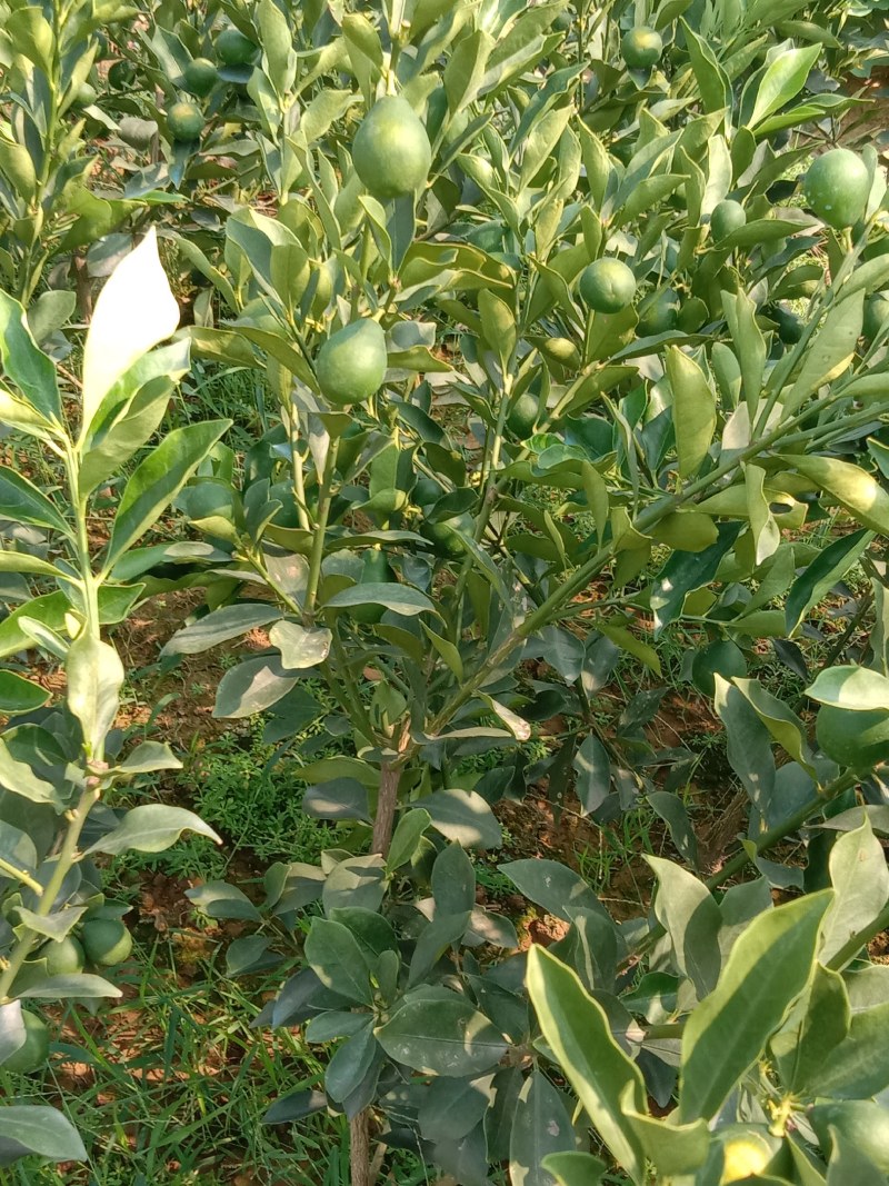 脆蜜金柑苗三代大果型稳产丰产橘苗杯苗地苗保湿发货