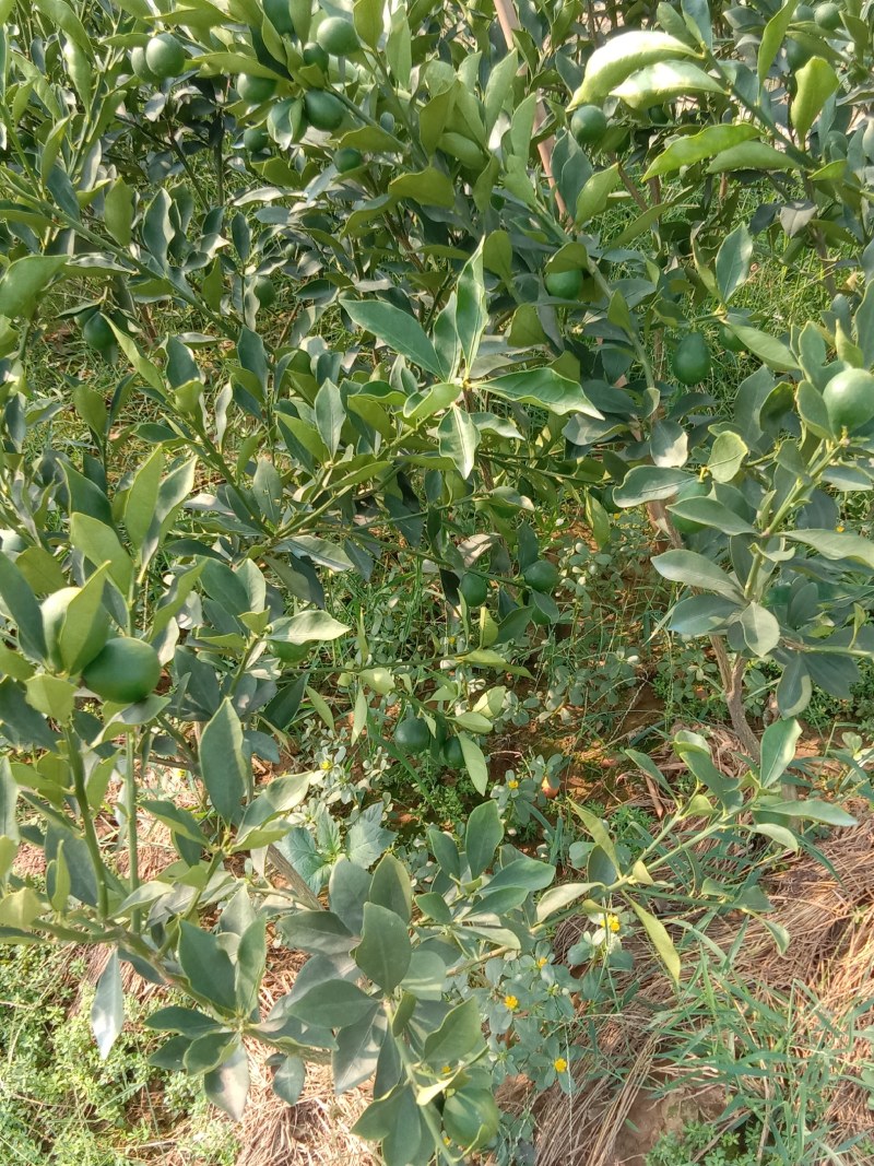 脆蜜金柑苗三代大果型稳产丰产橘苗杯苗地苗保湿发货
