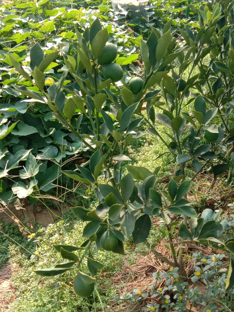 脆蜜金柑苗三代大果型稳产丰产橘苗杯苗地苗保湿发货