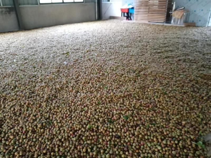 千岛湖浙渝农业山茶干籽