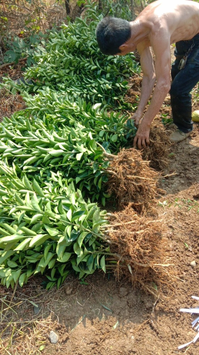 药枳壳苗药柑苗川药枳壳苗嫁接药枳壳苗品质保证签合同