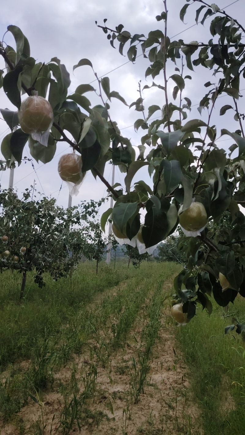 山西大宁县雨露香梨，个大，皮薄脆甜爆汁，口感相当好
