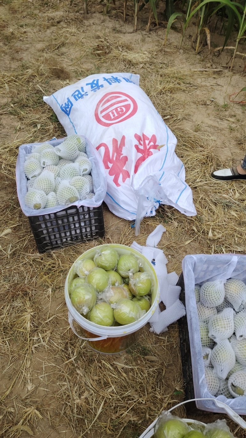 山西大宁县雨露香梨，个大，皮薄脆甜爆汁，口感相当好