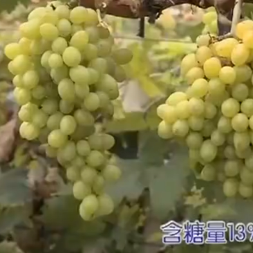 白鸡心，无核白鸡心嫁接苗，一年生，贝达嫁接早熟