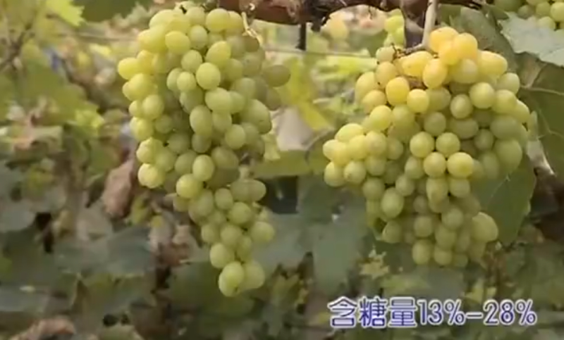 白鸡心，无核白鸡心嫁接苗，一年生，贝达嫁接早熟