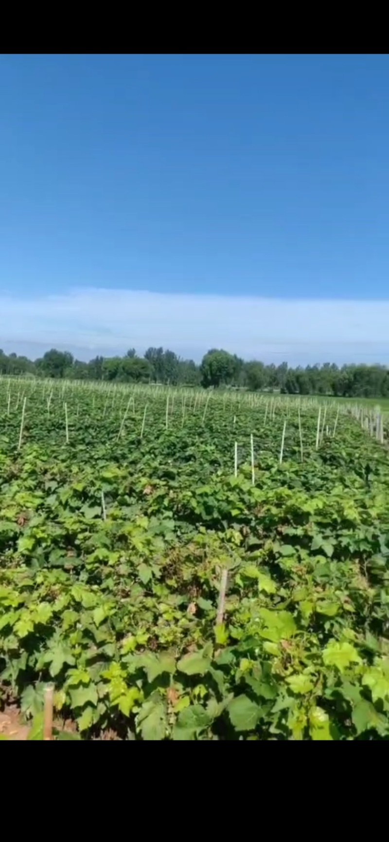 白鸡心，无核白鸡心嫁接苗，一年生，贝达嫁接早熟